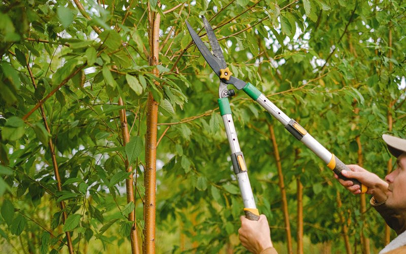 Tree trimming in Three Lakes, WI
