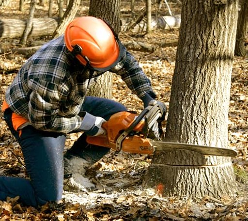 Tree Removal in Three Lakes, WI